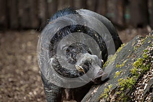 Visayan warty pig Sus cebifrons.