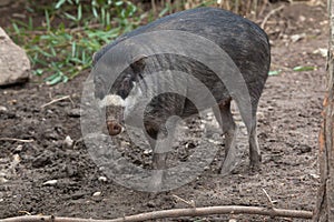 Visayan warty pig (Sus cebifrons). photo