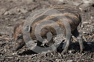 Visayan warty pig (Sus cebifrons).