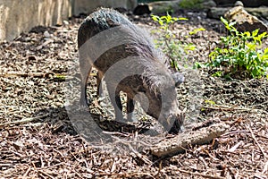 Visayan warty pig - wild boar, on a sunny day