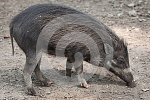 Visayan warty pig (Sus cebifrons). photo