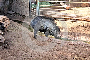 Visayan Warty Pig at the Zoo in Phoenix, Arizona