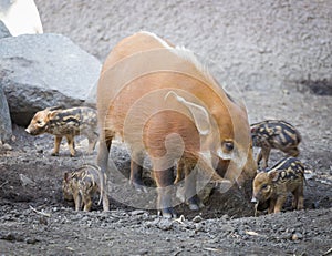 Visayan Warty Piglet with Mother