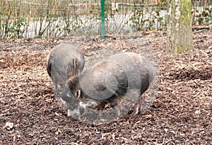 Visayan warty pigs