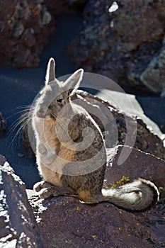 Viscacha photo