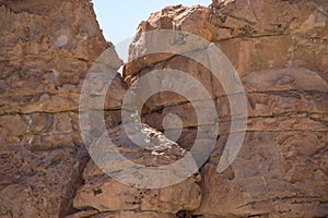 Viscacha, Bolivia, South America