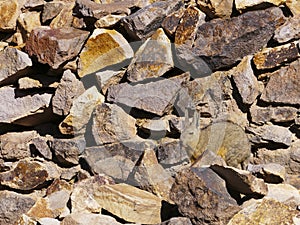 A Viscacha of the chinchilla family in the southern altiplano of Bolivia South America