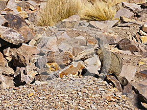 A Viscacha of the chinchilla family in the southern altiplano of Bolivia South America