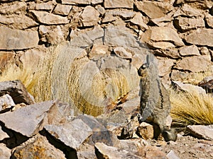 A Viscacha of the chinchilla family in the southern altiplano of Bolivia South America