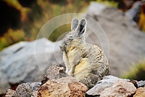 Viscacha guard on a rocks