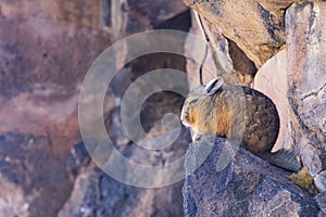 Viscacha in Los Flamencos National Reserve photo