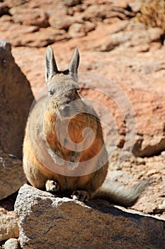 Viscacha rabbit Bolivia