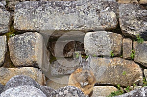 Viscacha resting at Machu Picchu ruins