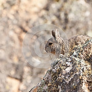 A Viscacha in itÃÂ´s habitat