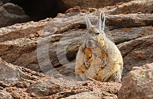 Viscacha in Siloli desert bolivia
