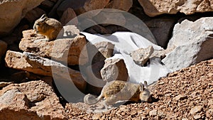 Viscacha, similar to chinchillas photo