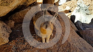 Viscacha, similar to chinchillas photo