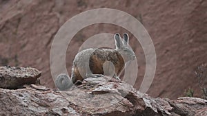 Viscacha sitting between rocks in the Andes in Chile