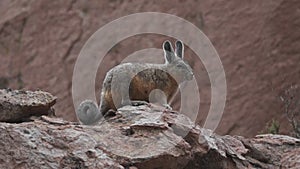 Viscacha sitting between rocks in the Andes in Chile