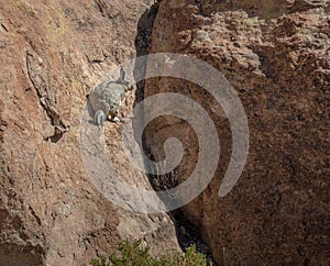 Viscacha or vizcacha Lagidium viscacia in Rock Valley of Bolivean altiplano - Potosi Department, Bolivia