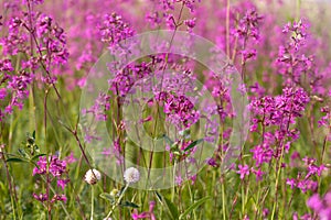 Viscaria vulgaris, the sticky catchfly, clammy campion. Blooming meadow. photo