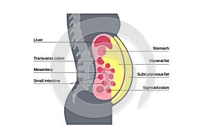 Visceral fat diagram photo