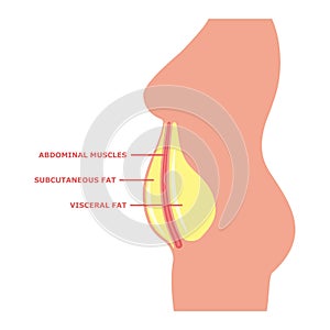 Visceral fat on the female body with inscriptions photo