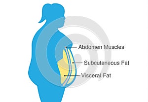 Visceral fat and subcutaneous fat that accumulate around waistline of woman. photo