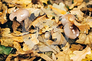 Viscid violet cort mushroom in autumn leaves with acorn in sunny woods. Mushroom hunting in autumn forest. Cortinarius iodes.