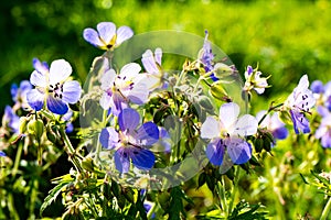 Viscosissimum Geranium or Sticky Geranium in the garden. sunlight