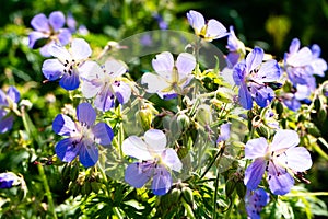 Viscosissimum Geranium or Sticky Geranium in the garden. sunlight