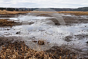 Viscous mudbank