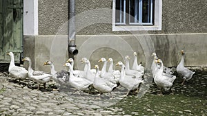 Viscri, romania, europe, housing