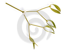 Viscum album, commonly known as European mistletoe, common mistletoe or simply as mistletoe, mistle. Isolated