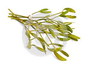 Viscum album, commonly known as European mistletoe, common mistletoe or simply as mistletoe, mistle. Isolated