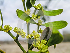 Viscum Green flowers with leaves . Blossoming mistletoe on branches in spring outdoor. Collection of medicinal plants during