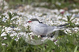 Visdief, Common Tern, Sterna hirundo