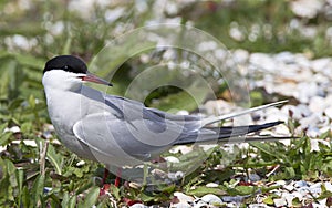 Visdief, Common Tern, Sterna hirundo