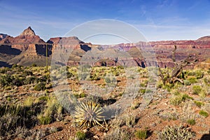 Vishnu Temple and North Rim Landscape Panorama in Grand Canyon National Park Arizona