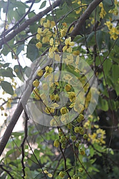 Vishu konna tree
