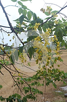 Vishu konna tree