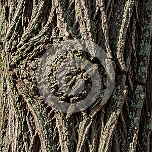 Are visible adding a textured contrast to the dark brown bark. The