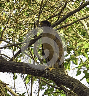 Crested Serpent Eagle