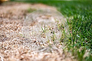 Visible distinction between healthy lawn and chemical burned grass.
