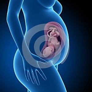 Visible fetus - week 36