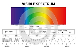 Visible light diagram. Color electromagnetic spectrum, light wave frequency. Educational school physics vector photo