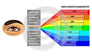 Visible light spectrum. Color waves length perceived by human eye. Rainbow electromagnetic waves. Educational school