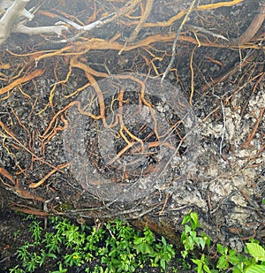 Visible roots on a fallen tree
