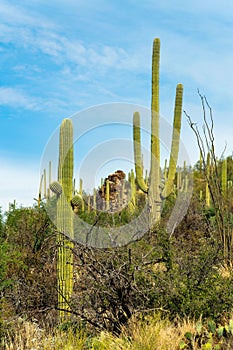 Visible saguaro cactuses in sonora desert in arizona in sabino nationl park in the wilderness regions of southwest us