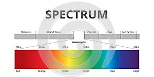 Visible Spectrum color, Electromagnetic Spectrum that Visible to the human eye, infographic with Vector